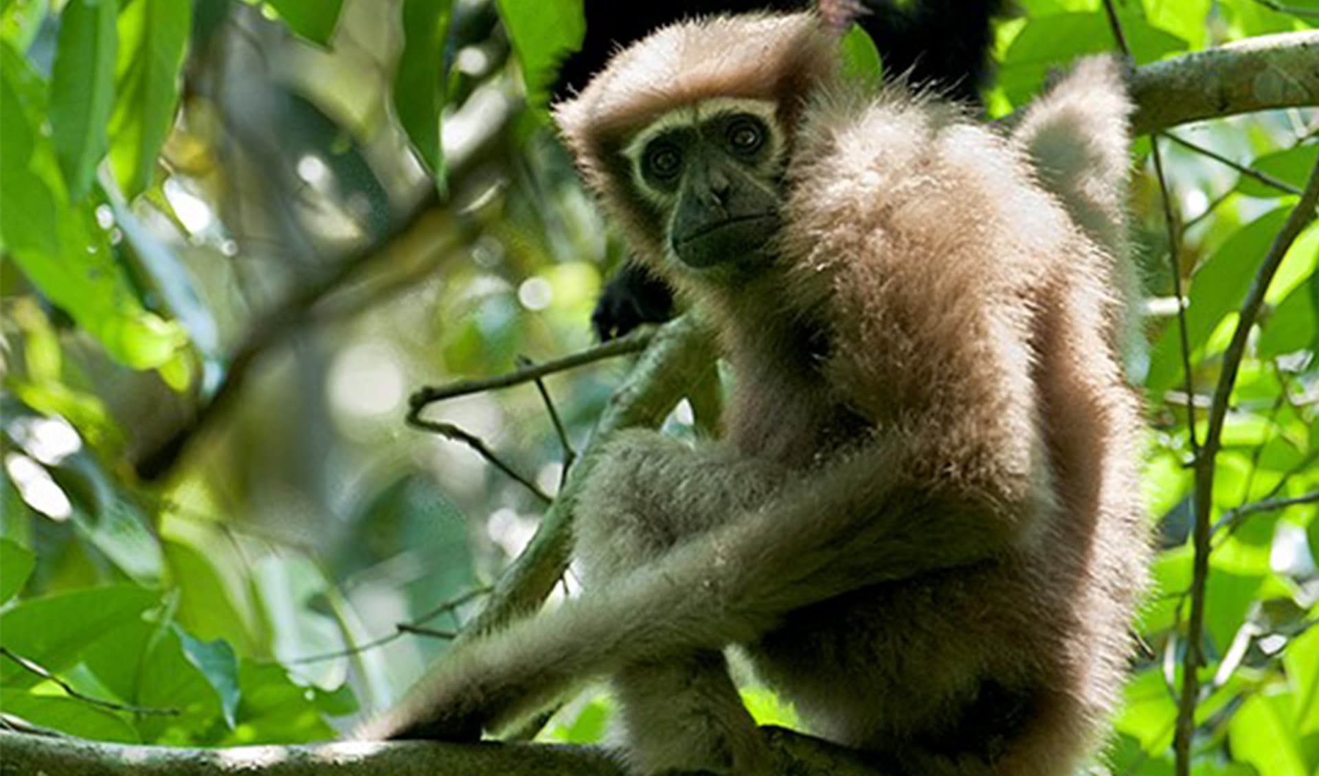 Hoolock Western hoolock gibbon facts, distribution & population | BioDB