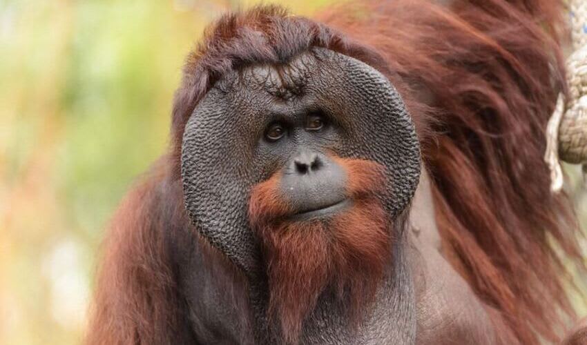 Pongoo Pongo – Orangutans: facts, distribution & population | BioDB