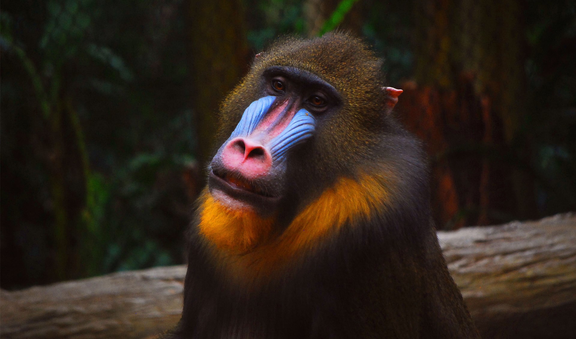 Mandrill Map Mandrill facts, distribution & population | BioDB