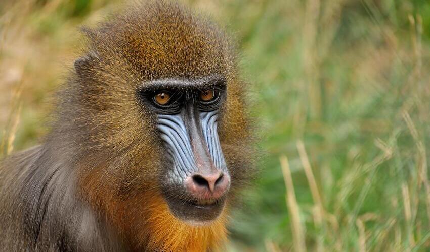 Cercopithecidae – Baboons & macaques: facts, distribution & population ...