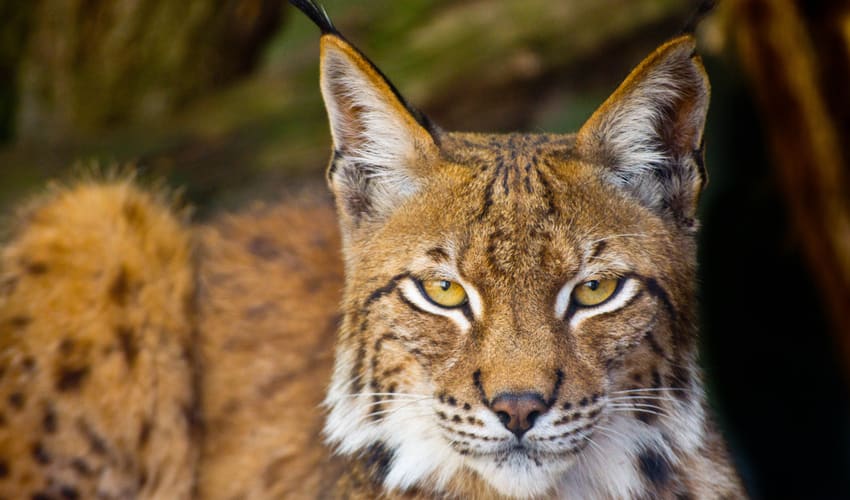 Lynx Lynxes bobcats: facts distribution population BioDB