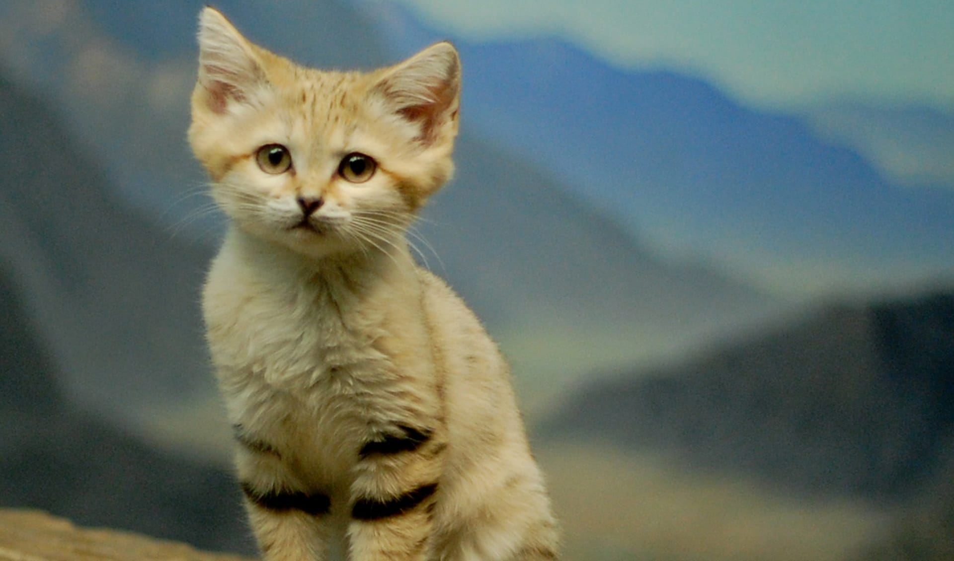 Sand Cat Vs House Cat : Sand cats: the cute, but fierce felines hunting ...