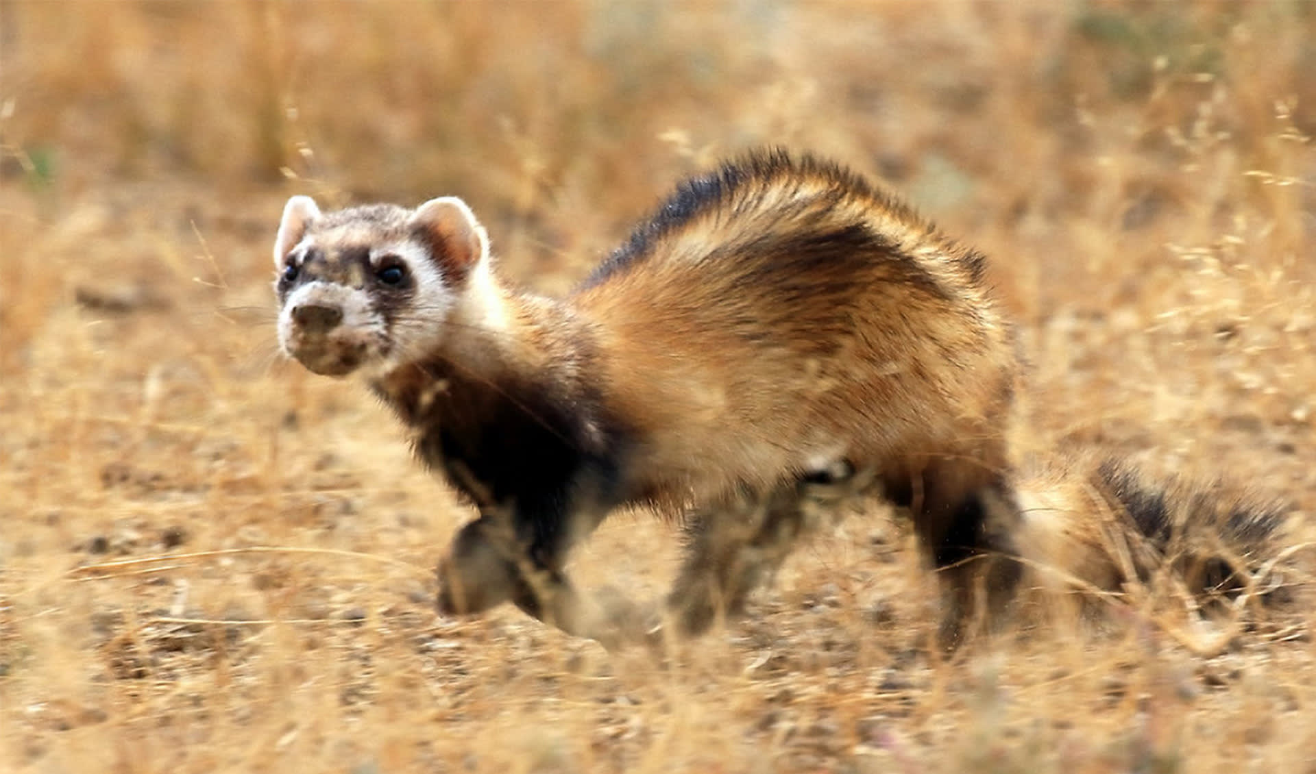 Steppe polecat facts, distribution & population | BioDB