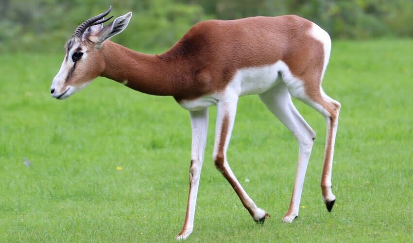 Nanger - Gazelles: facts, distribution & population | BioDB
