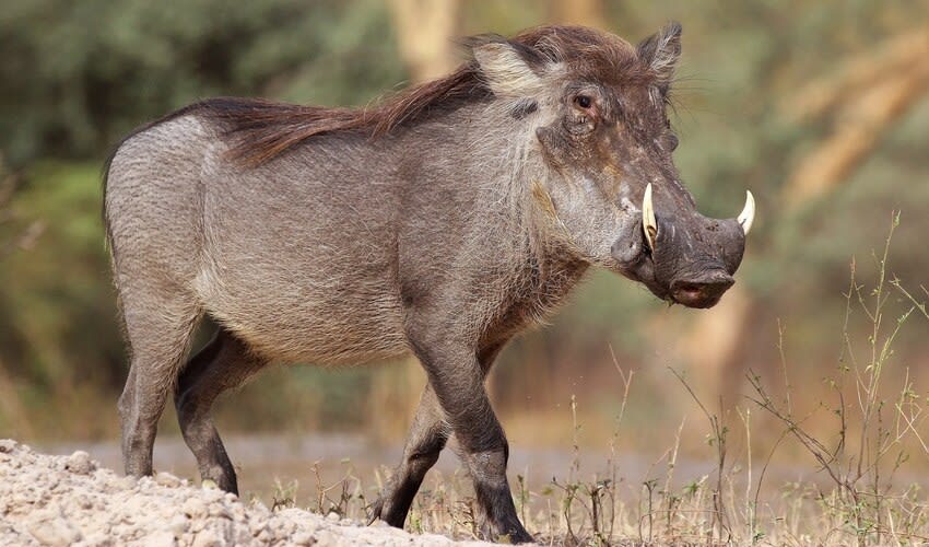 Suidae Suidae - Pigs & boars: facts, distribution & population | BioDB