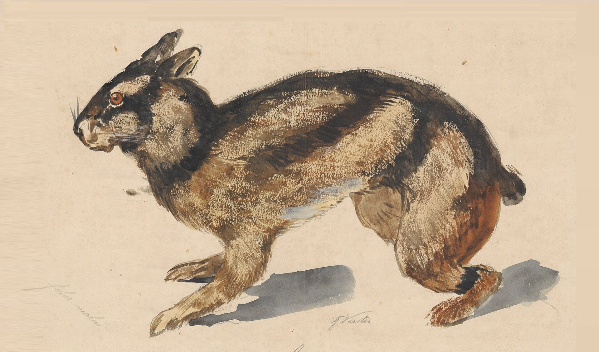 Nesolagus - Striped rabbits: facts, distribution & population | BioDB