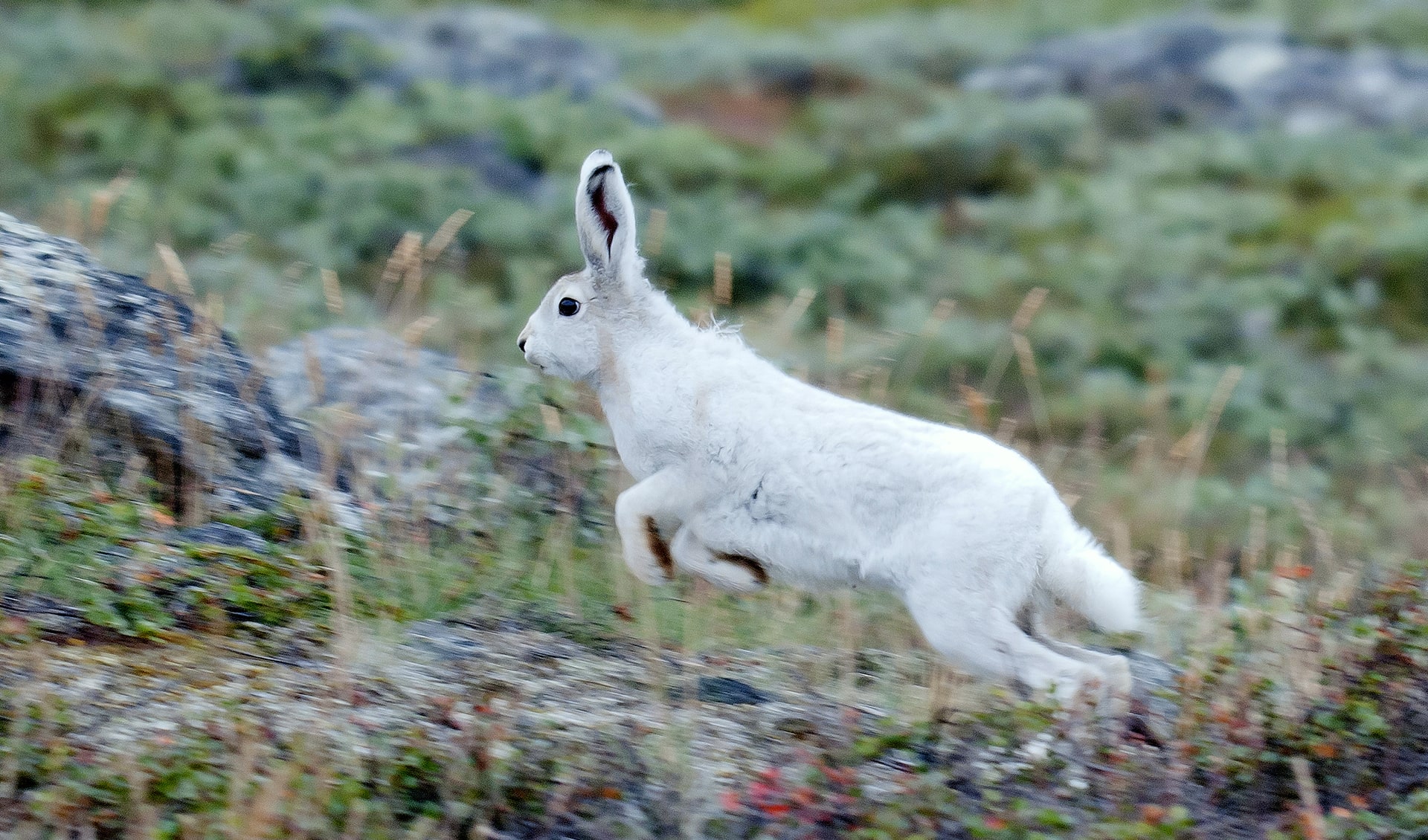 Arctic hare facts, distribution & population | BioDB
