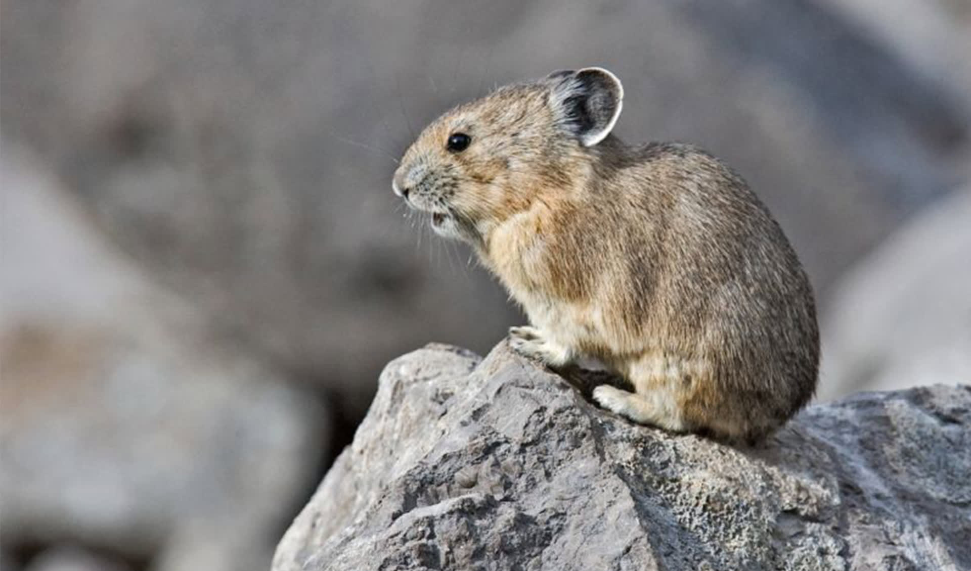 American pika facts, distribution & population | BioDB