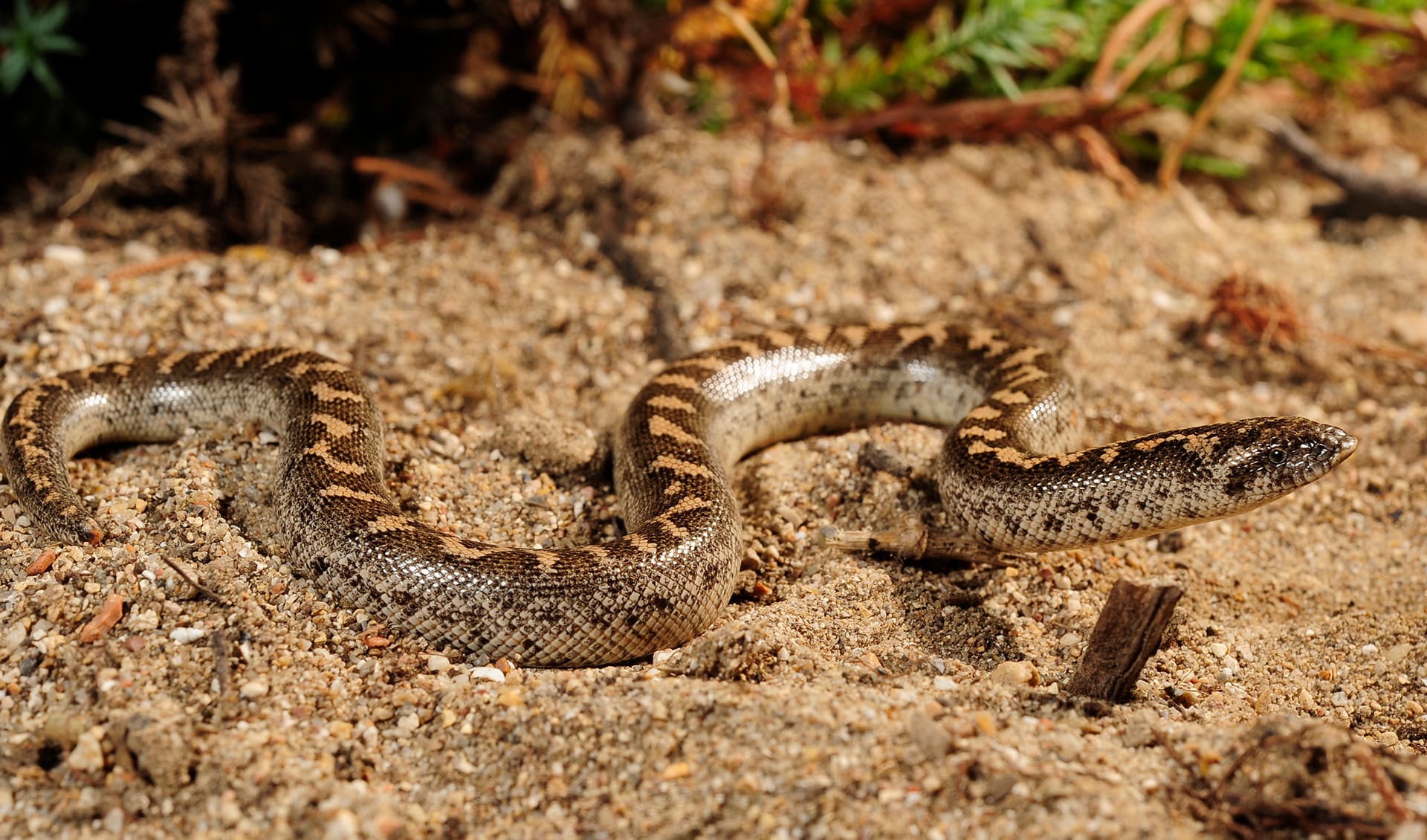 Javelin sand boa facts, distribution & population | BioDB