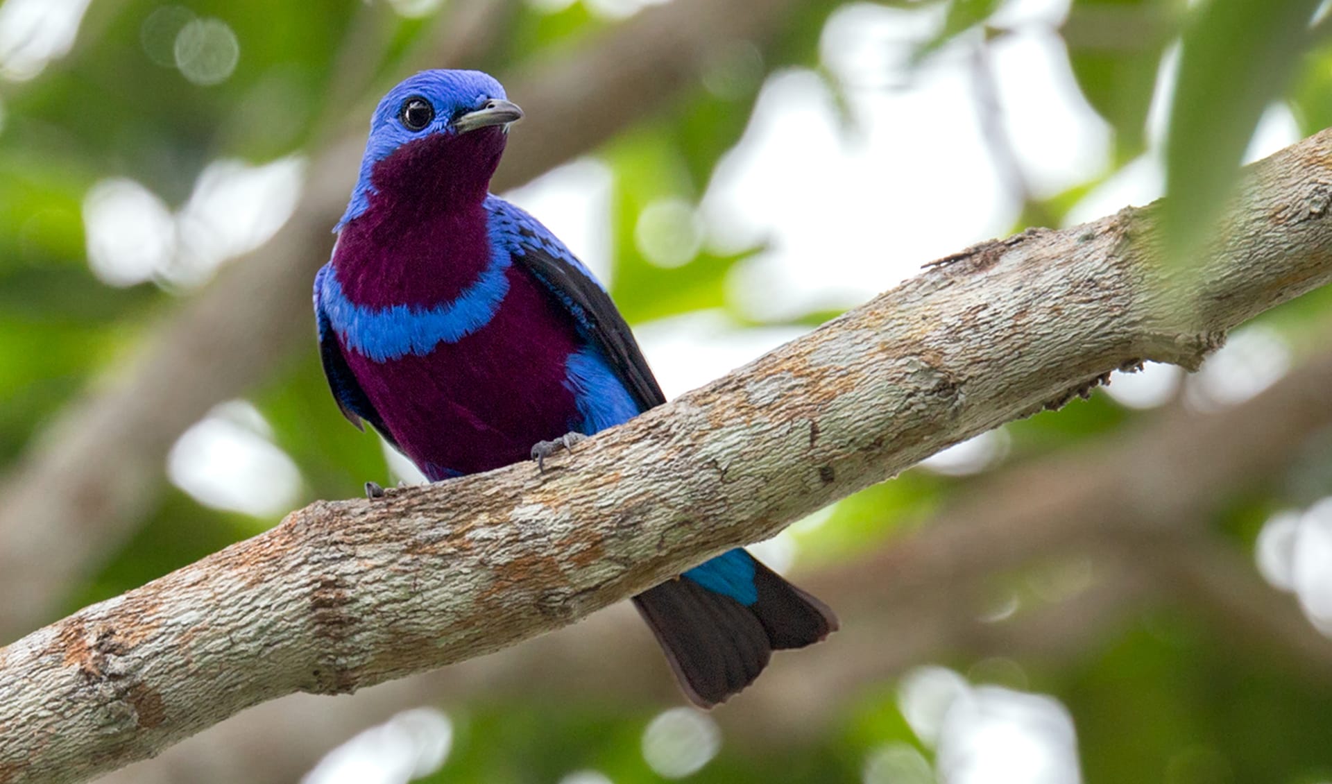 Banded Cotinga Bird Banded cotinga facts, distribution & population | BioDB