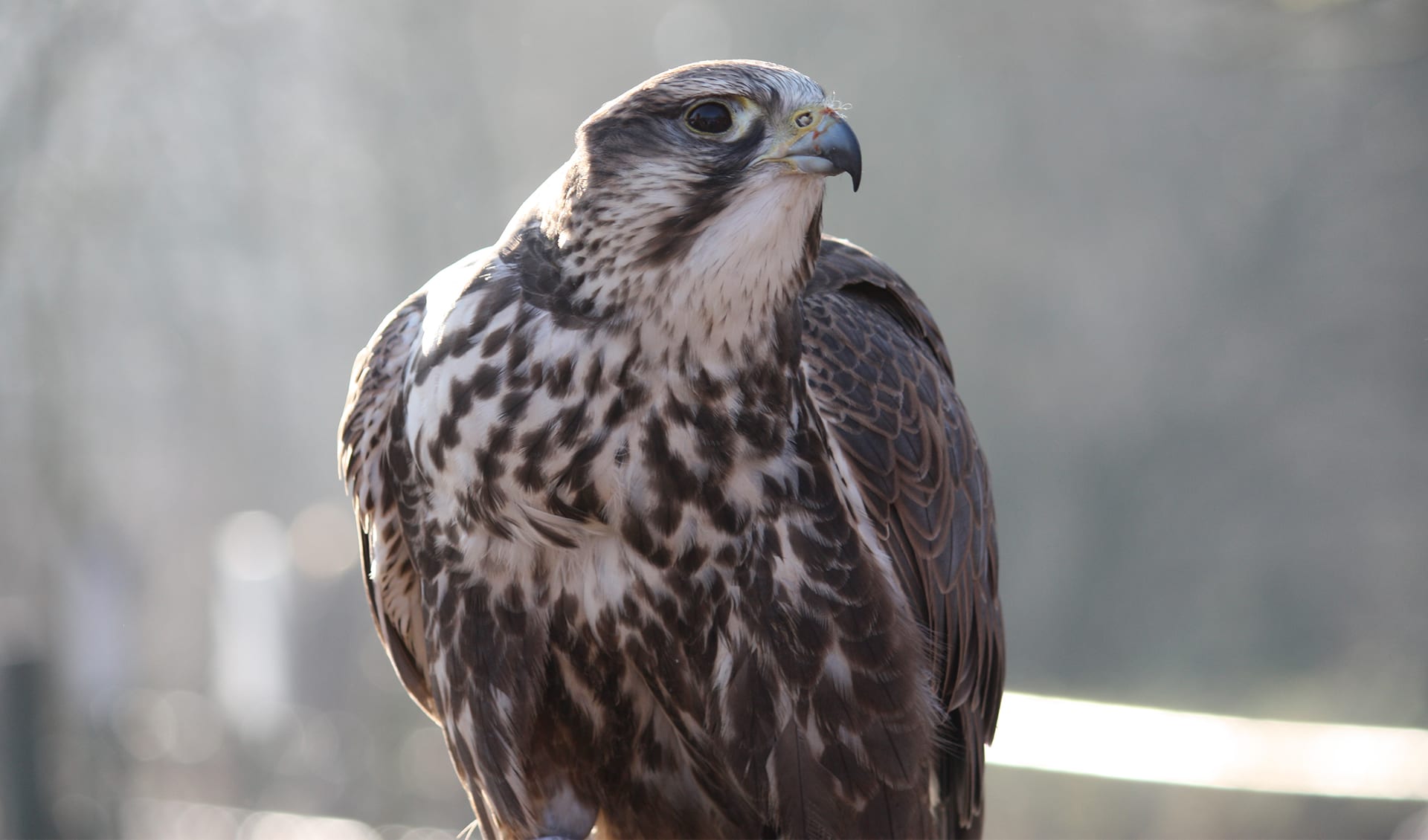 Saker falcon facts, distribution & population | BioDB