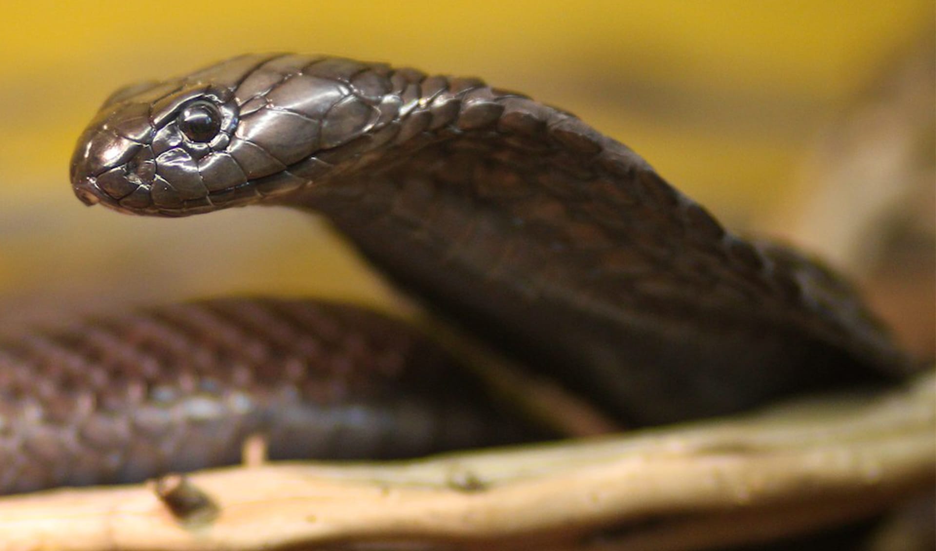 Elapidae – Elapids: facts, distribution & population | BioDB