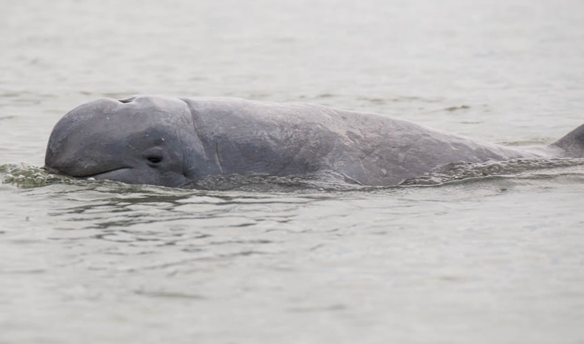 Irrawaddy R Irrawaddy dolphin facts, distribution & population | BioDB