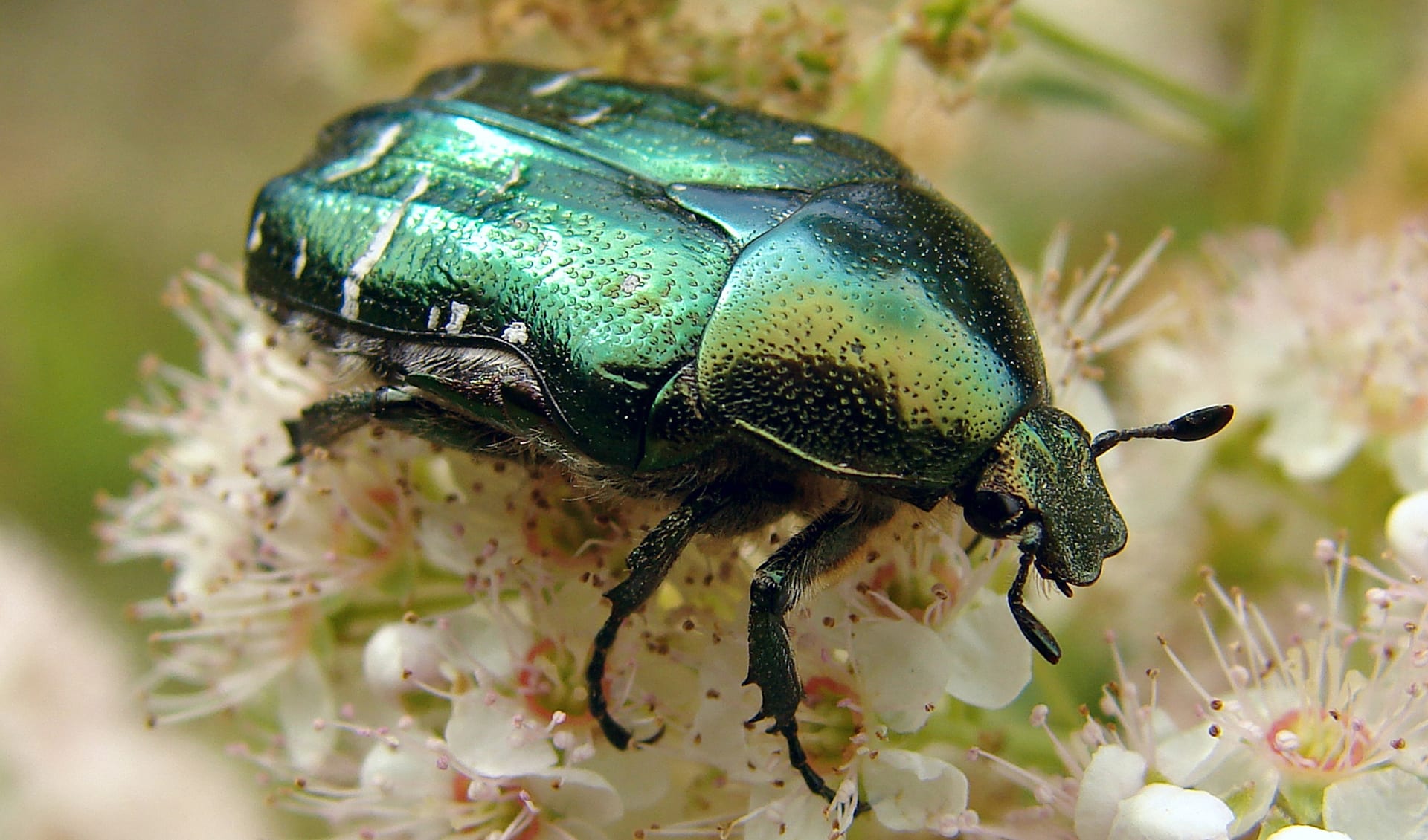 Coleoptera - Beetles: facts, distribution & population | BioDB