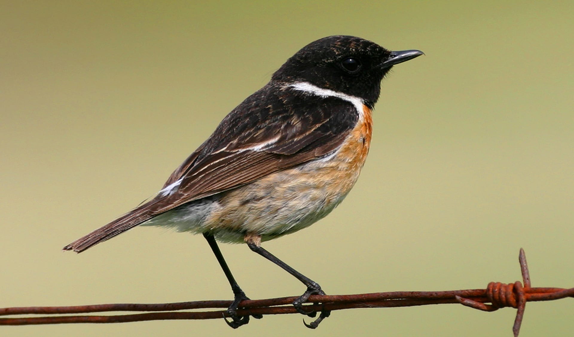 European stonechat facts, distribution & population | BioDB