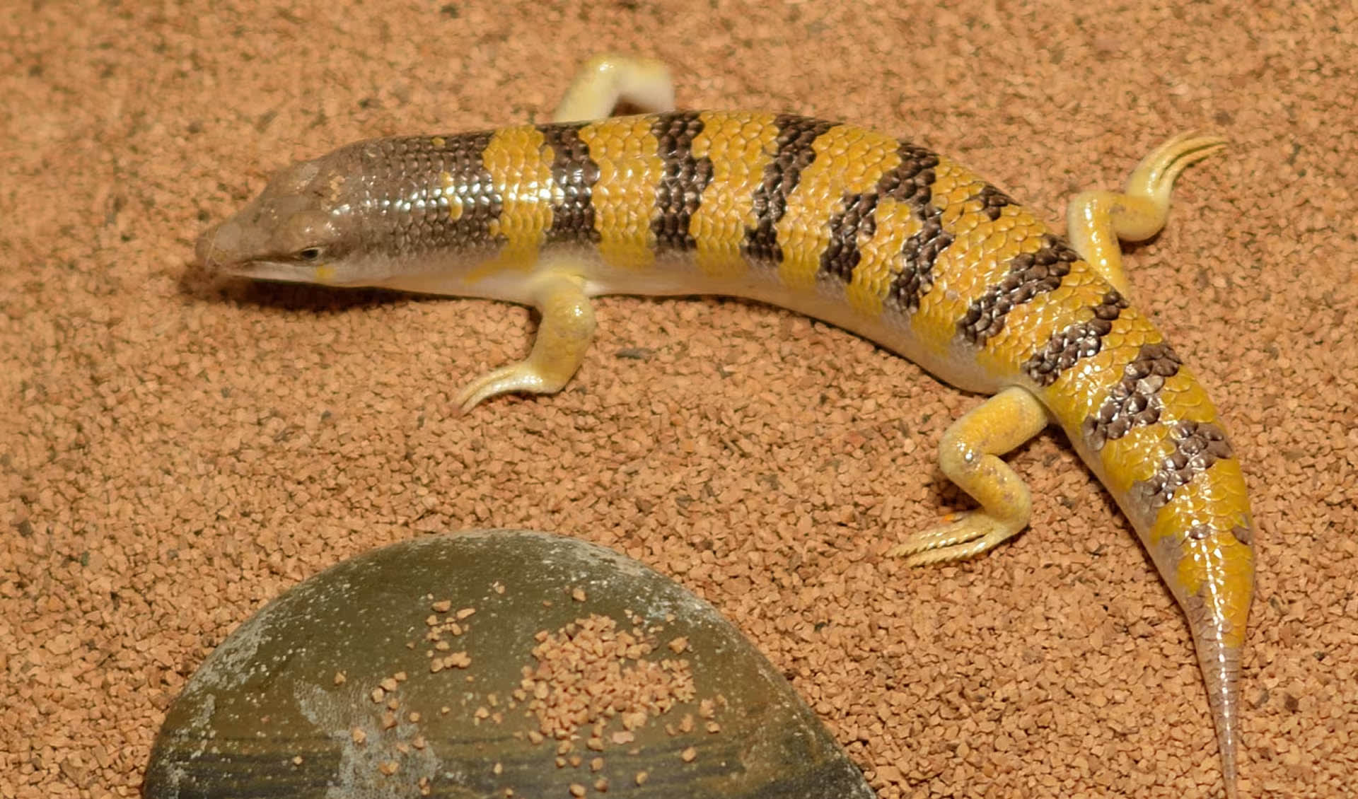Sandfish skink facts, distribution & population | BioDB