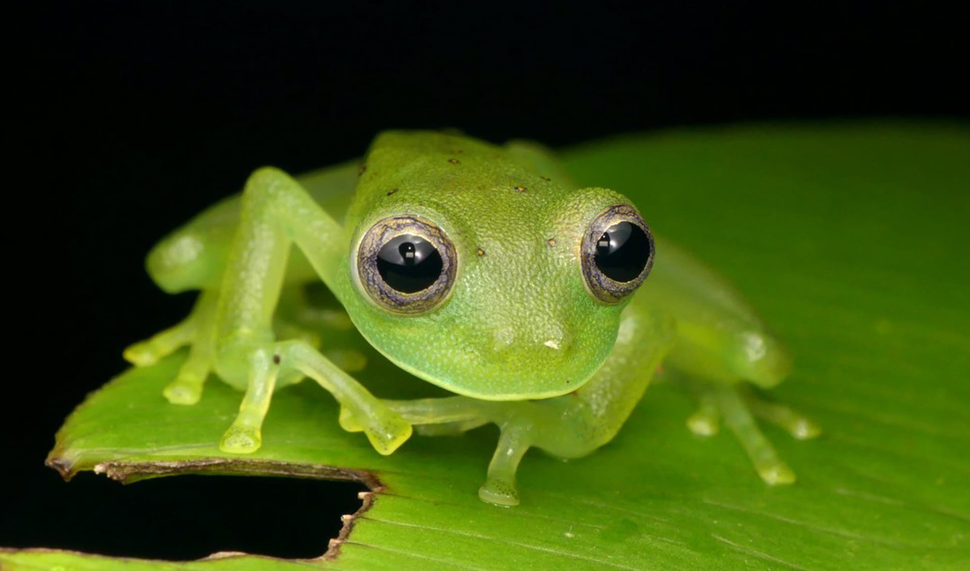 Siren glassfrog facts, distribution & population | BioDB