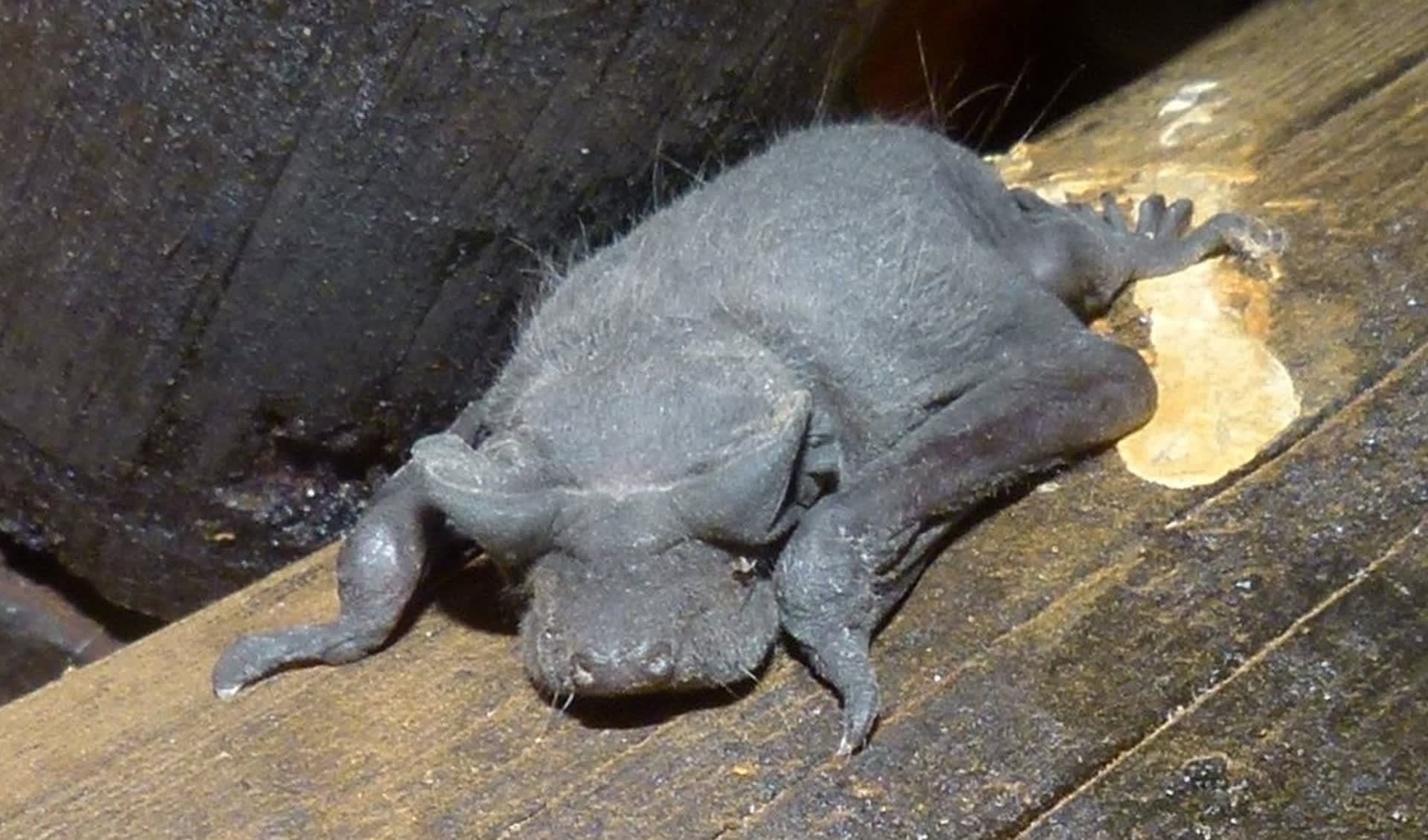 Chaerephon - Lesser mastiff bats: facts, distribution & population | BioDB