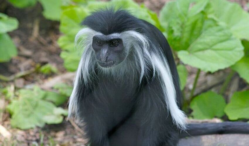 Colobus – Black-and-white colobuses: facts, distribution & population ...