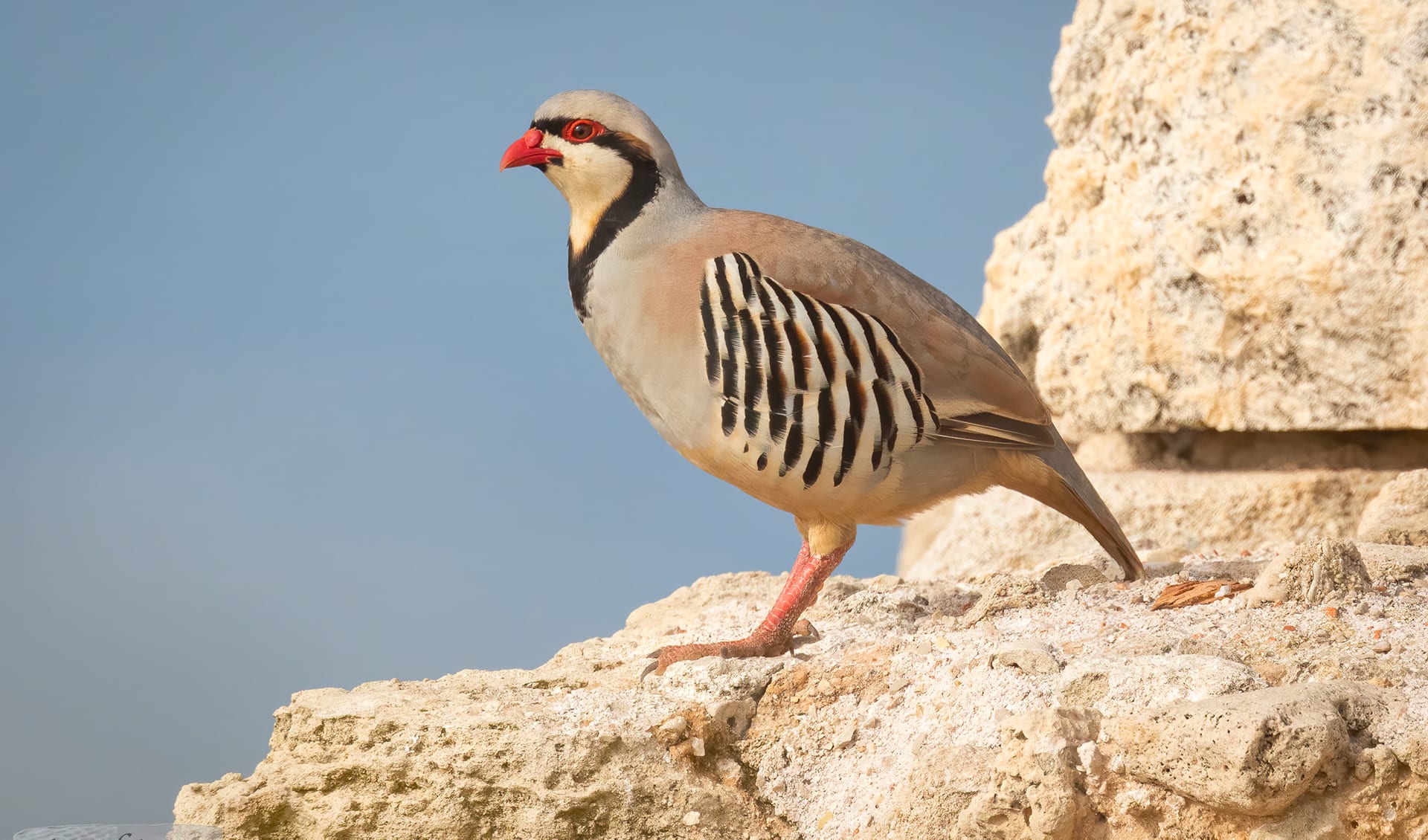 Chukar partridge facts, distribution & population | BioDB