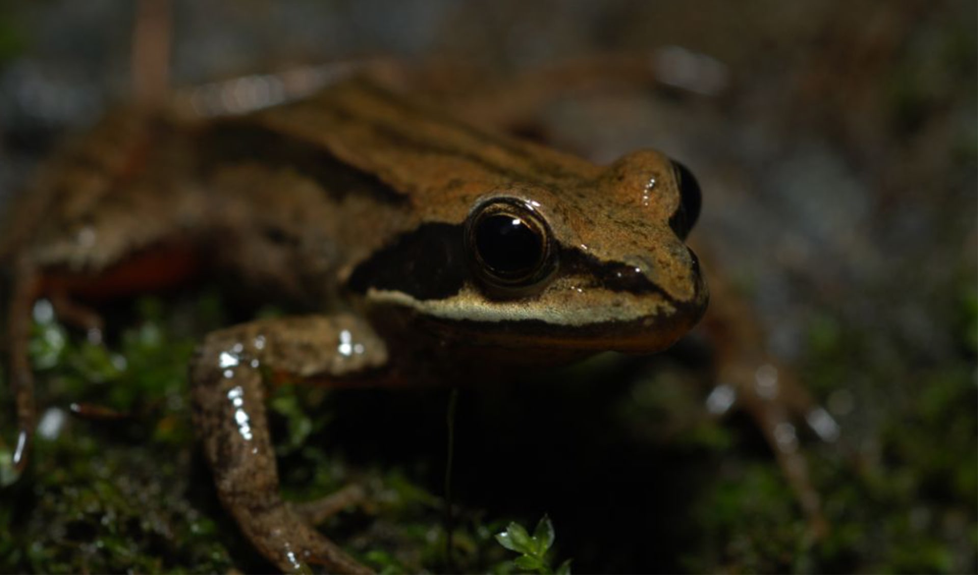 Gonas Rana Rana - Holarctic true frogs: facts, distribution & population | BioDB