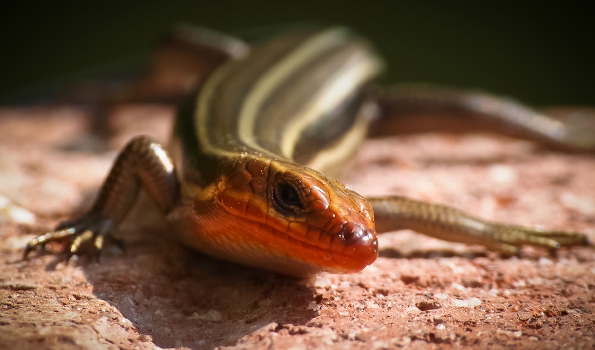 Five-lined skink facts, distribution & population | BioDB
