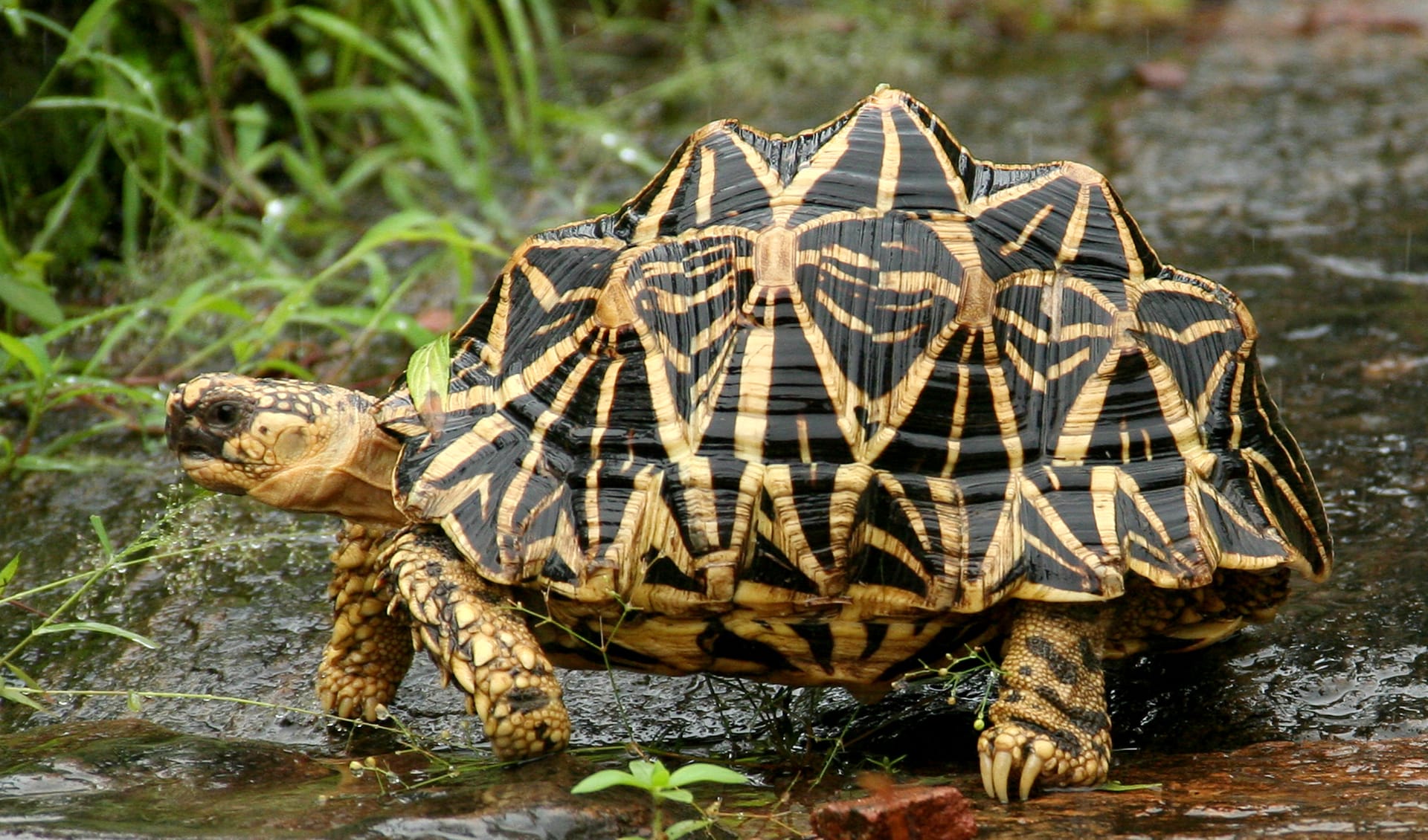 Indian star tortoise facts, distribution & population | BioDB