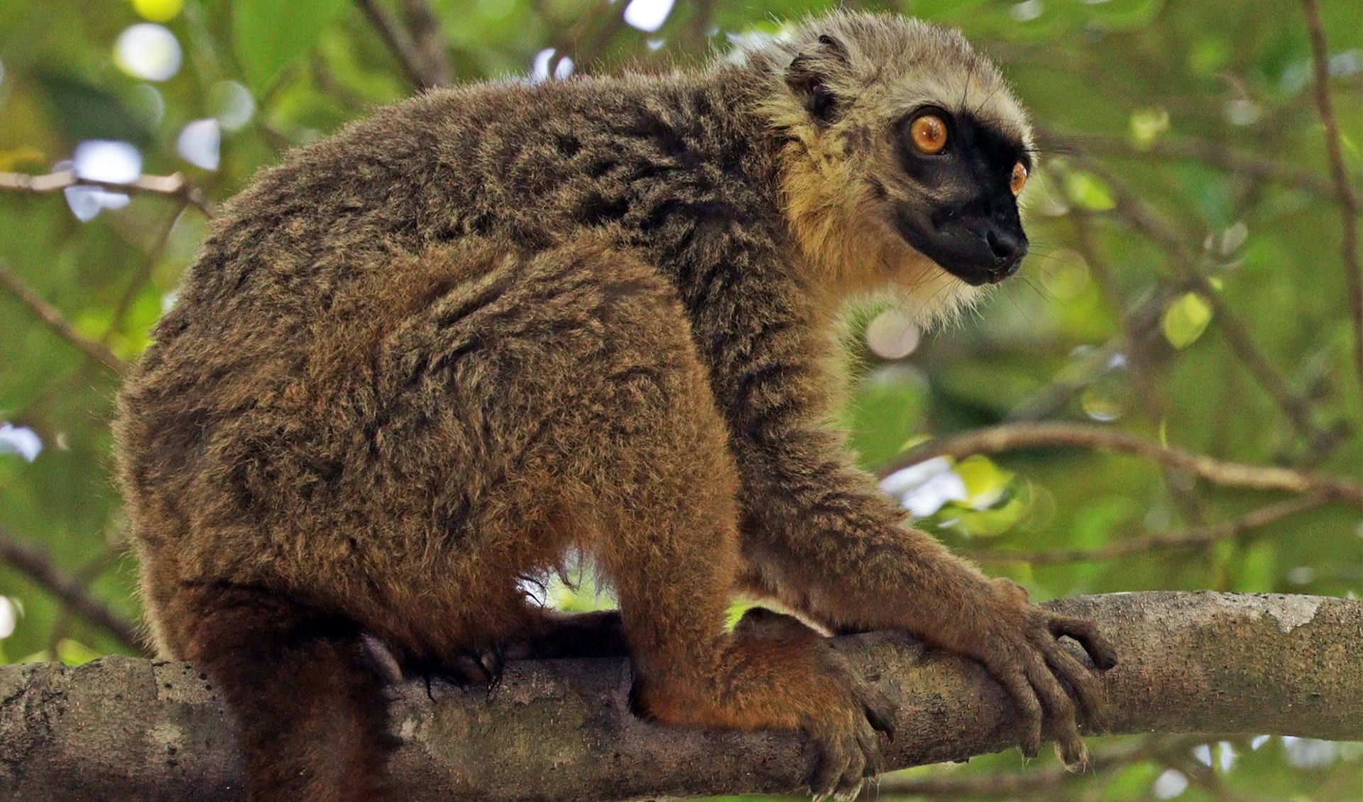 Eulemur - True lemur: facts, distribution & population | BioDB