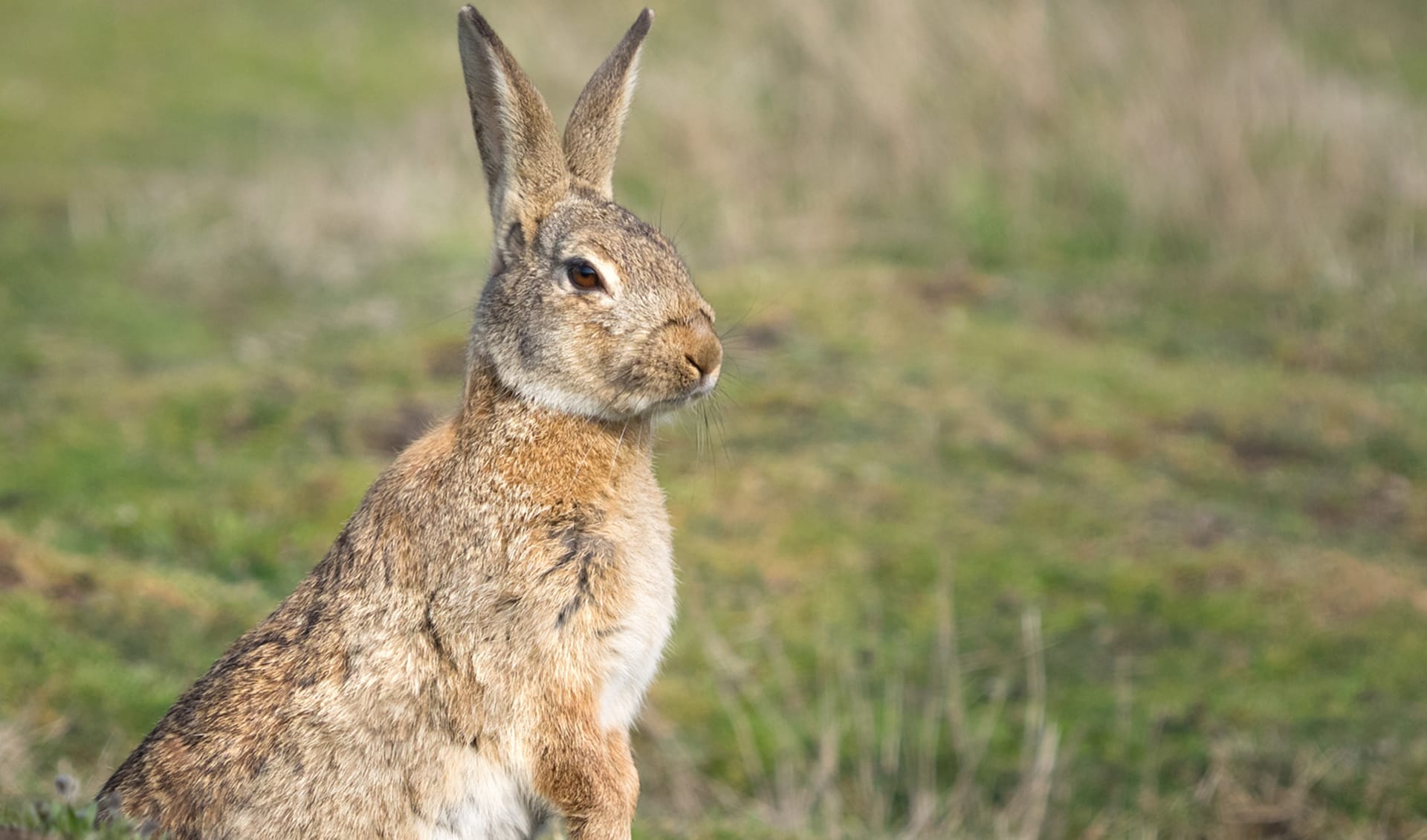 Oryctolagus - European rabbit: facts, distribution & population | BioDB