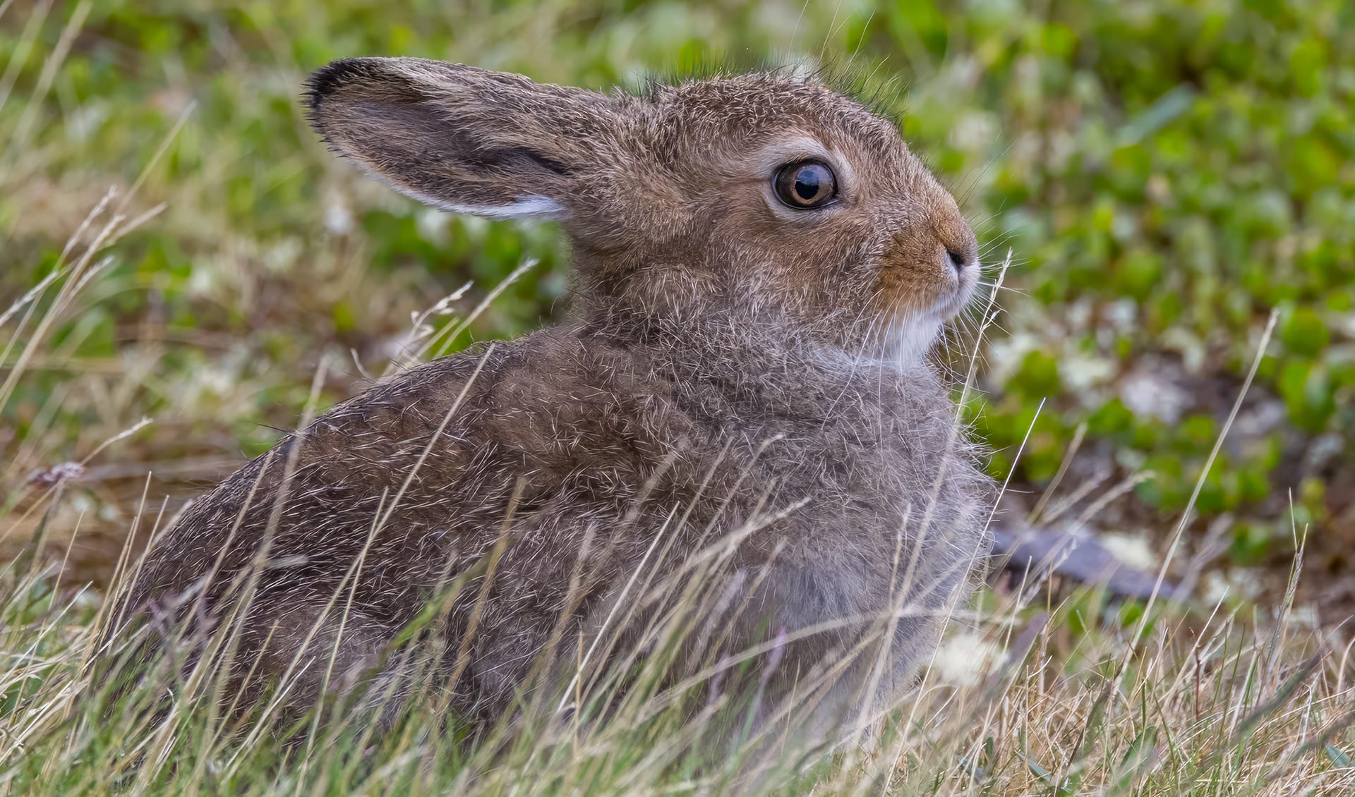 Moutnain Rabbit Mountain hare facts, distribution & population | BioDB
