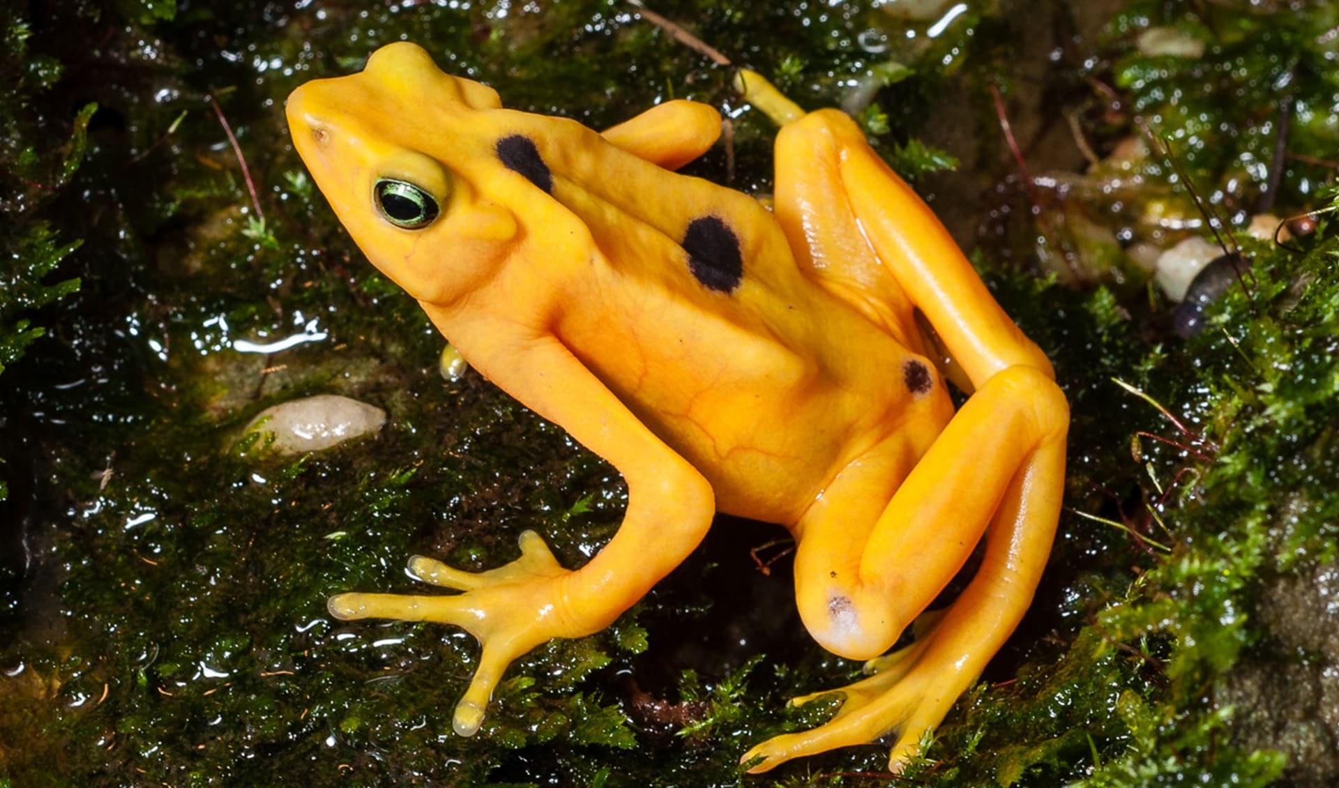 Golden Spring Frog Panamanian golden frog facts, distribution & population | BioDB
