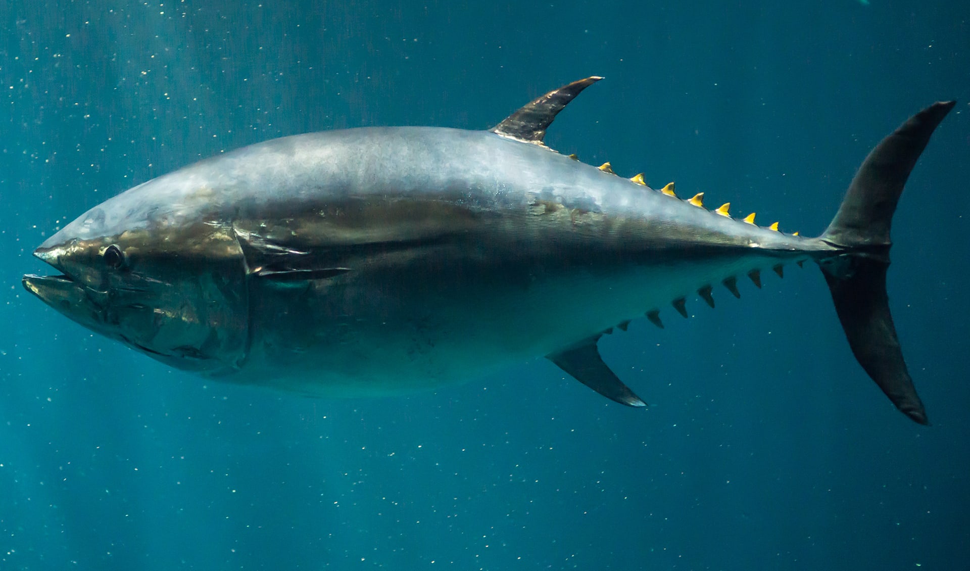 Thunnus - True tunas: facts, distribution & population | BioDB
