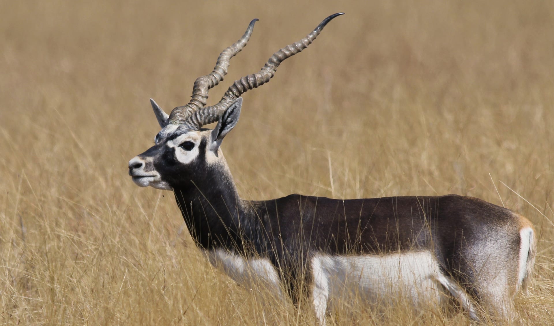 Antilope: facts, distribution & population | BioDB