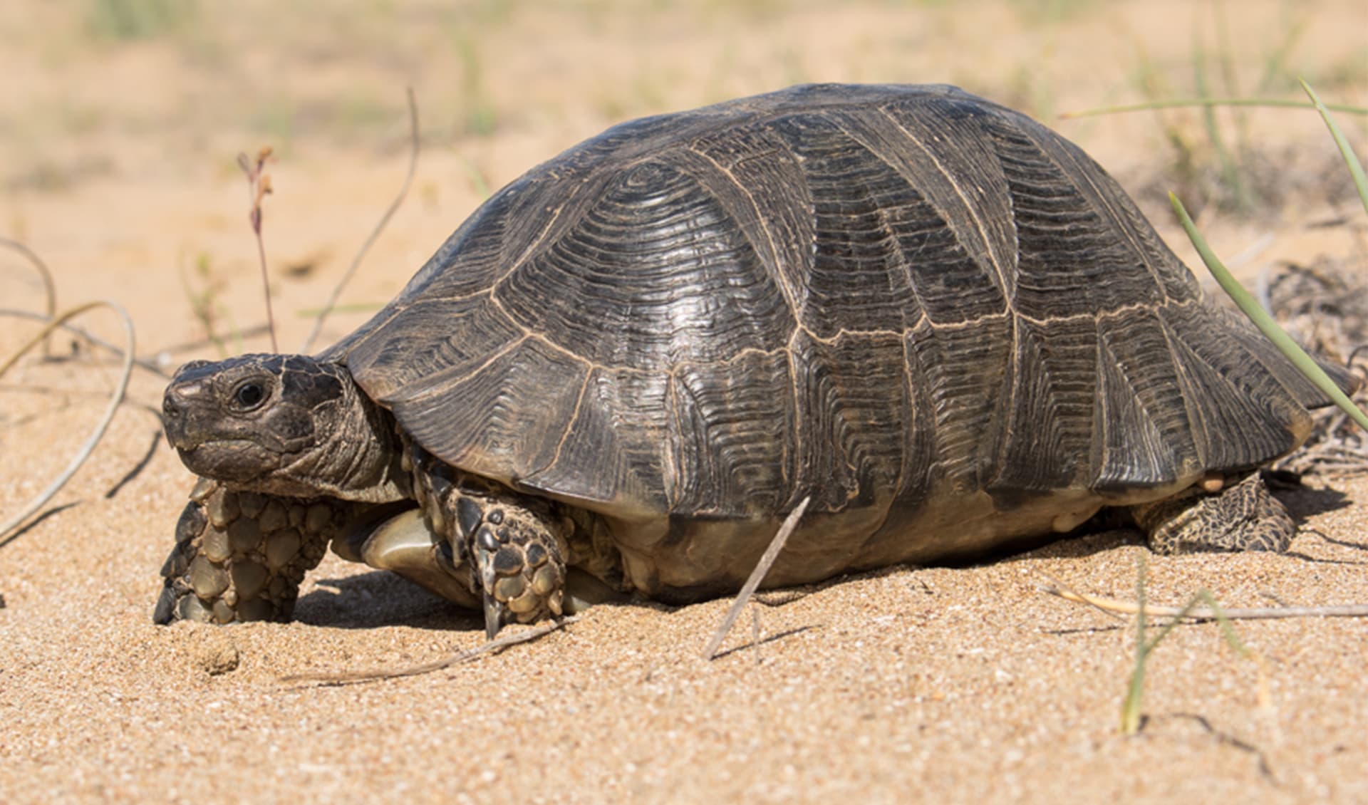 Marginated tortoise facts, distribution & population | BioDB