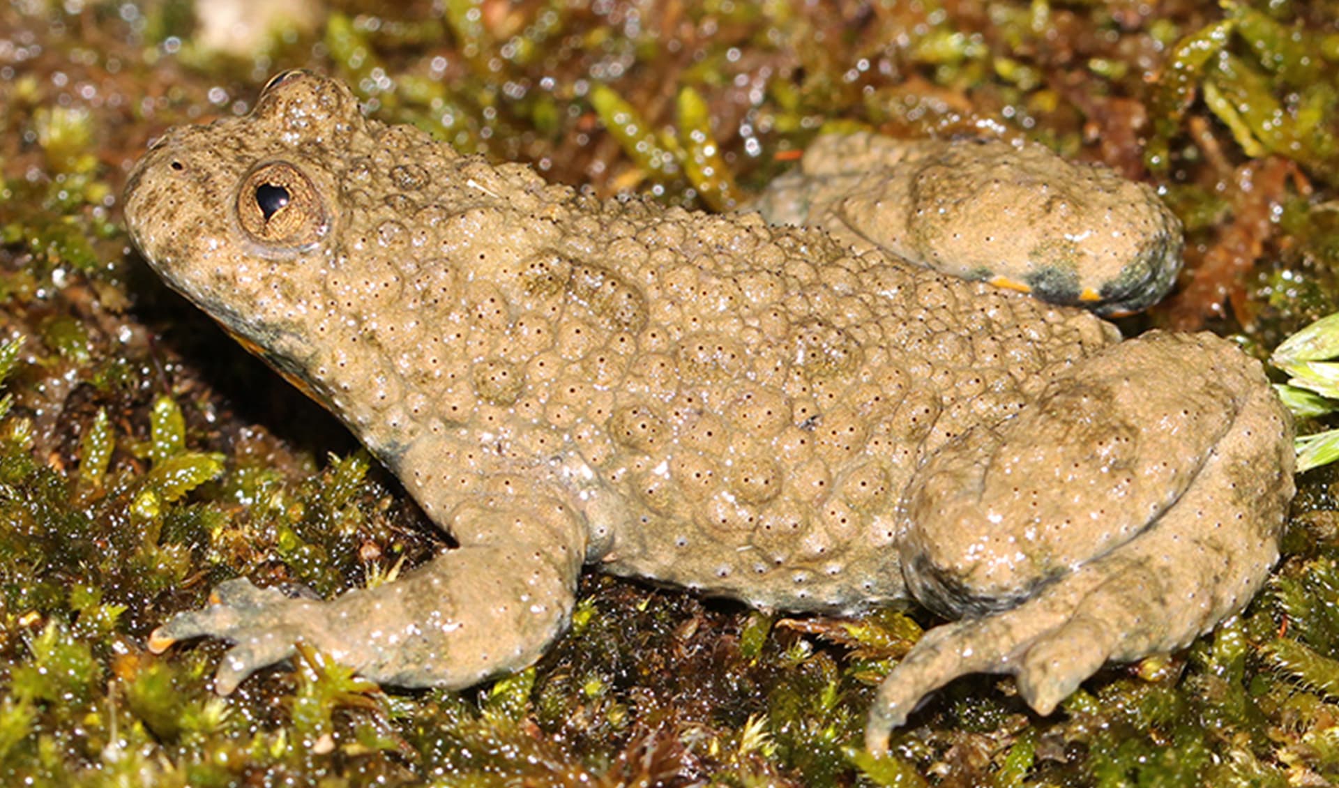Yellow-bellied toad facts, distribution & population | BioDB