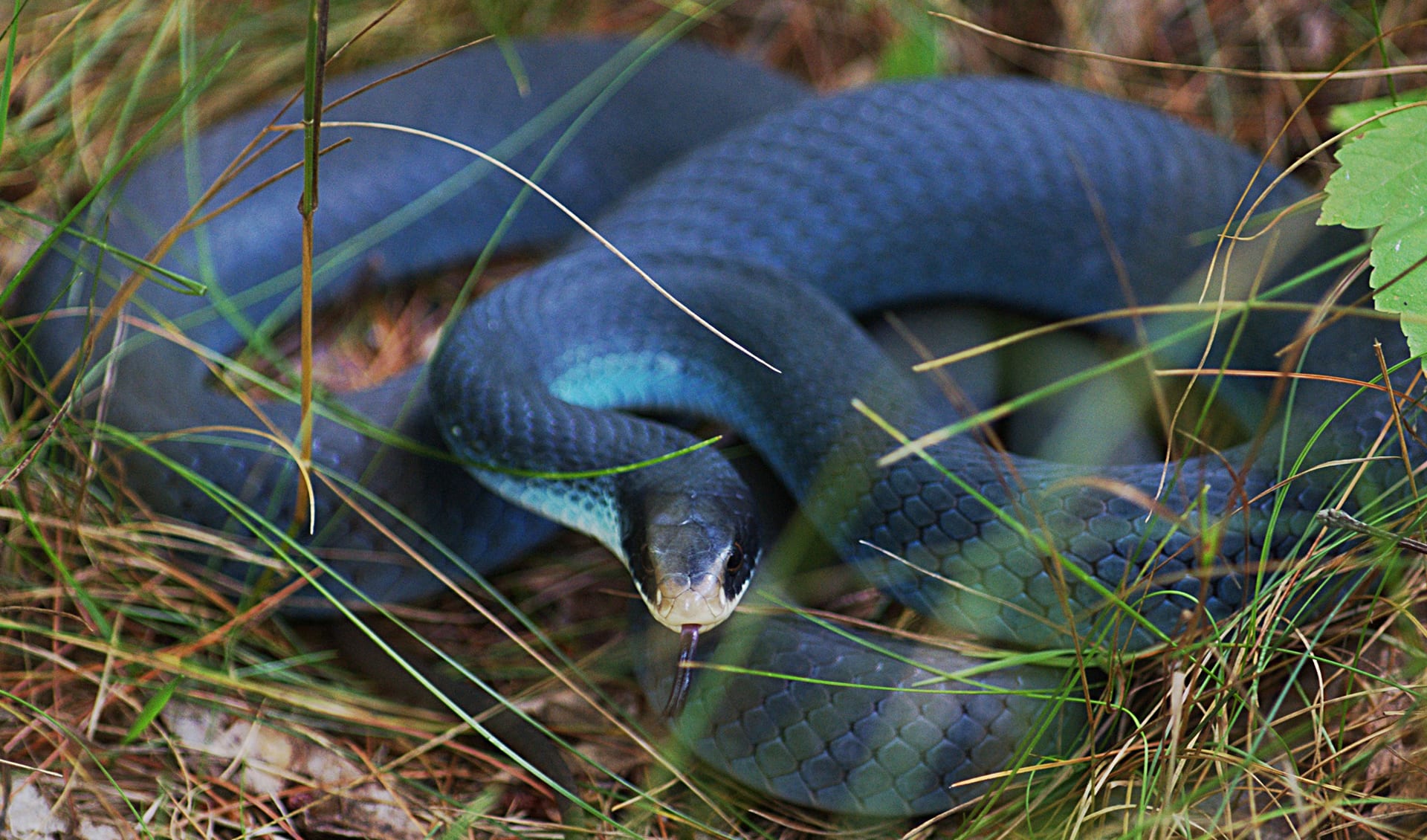 Eastern Racer Friendly Eastern racer facts, distribution & population | BioDB