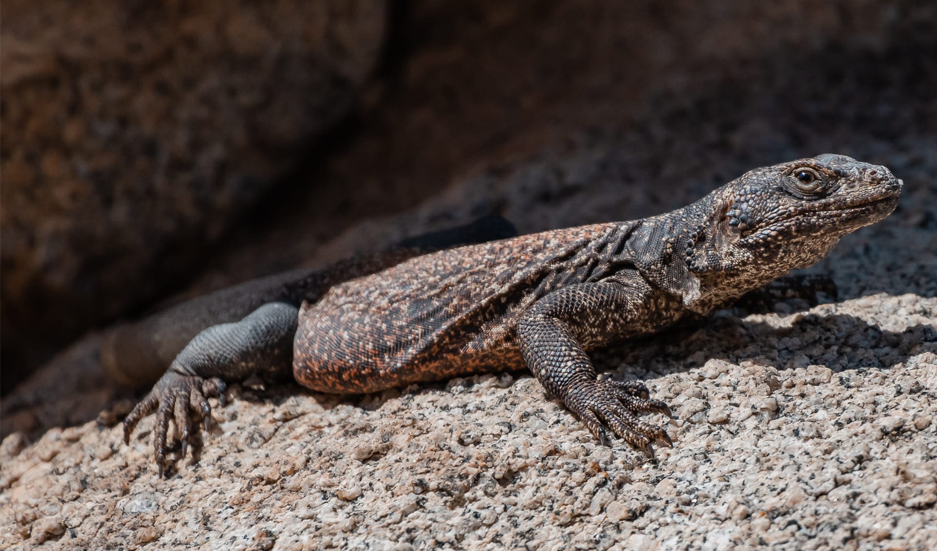 Chuckwalla Inflated Common chuckwalla facts, distribution & population | BioDB