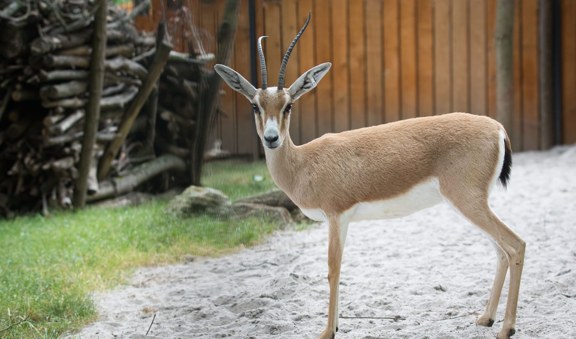 Rhim gazelle facts, distribution & population | BioDB