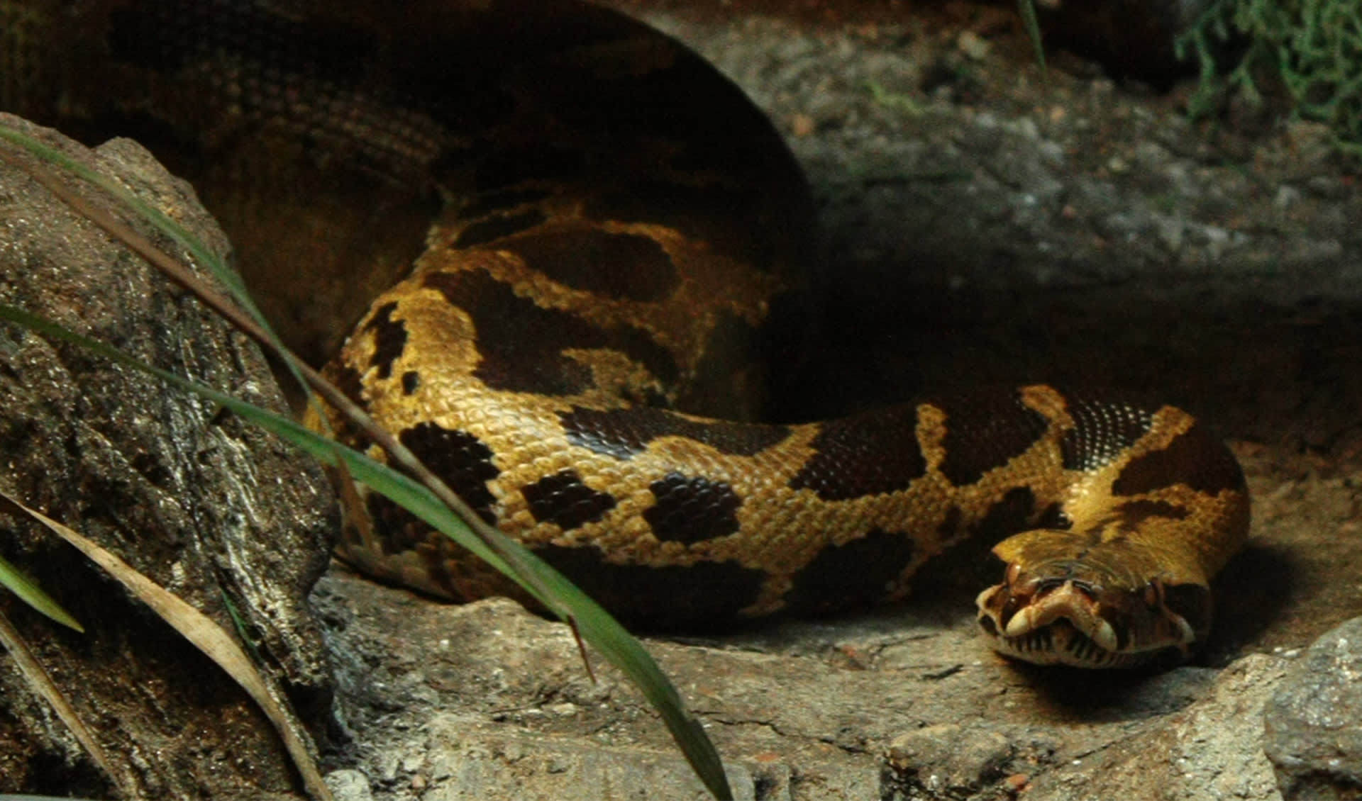 Sumatran short-tailed python facts, distribution & population | BioDB