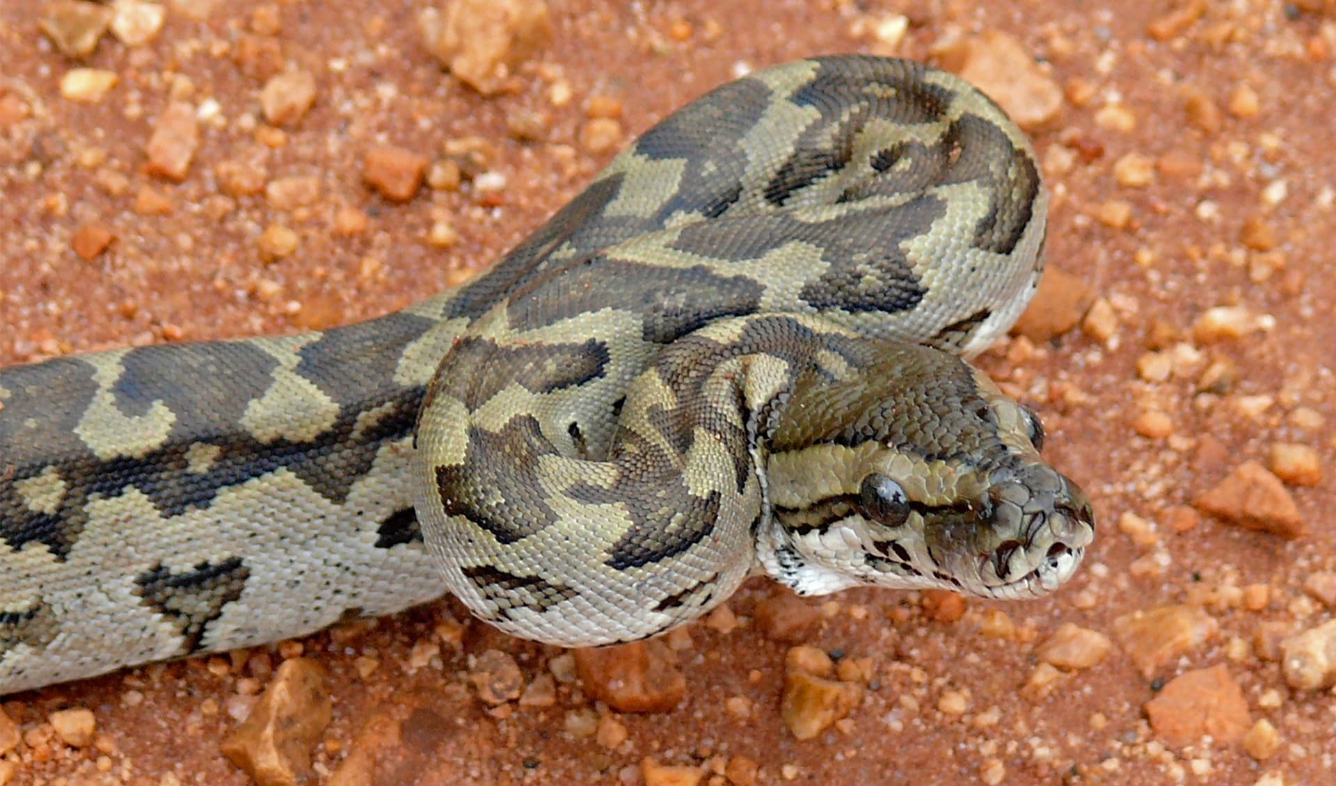 Southern African rock python facts, distribution & population | BioDB