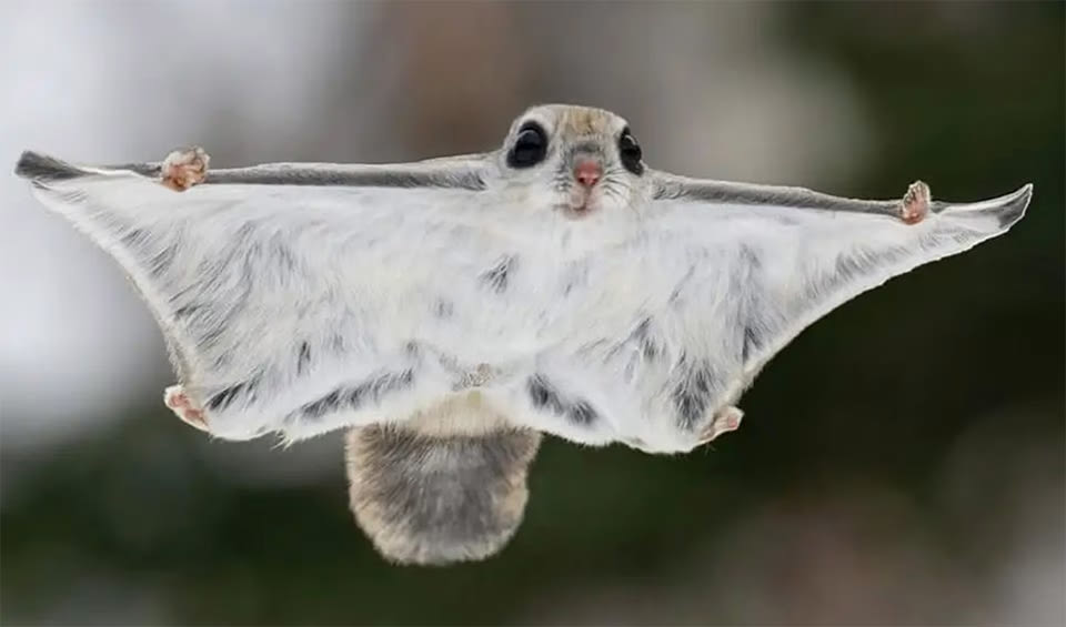 Flying Squirrel Back Japanese dwarf flying squirrel facts, distribution & population | BioDB