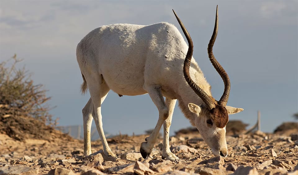 Addax Distribution Map Addax - Addax: facts, distribution & population | BioDB