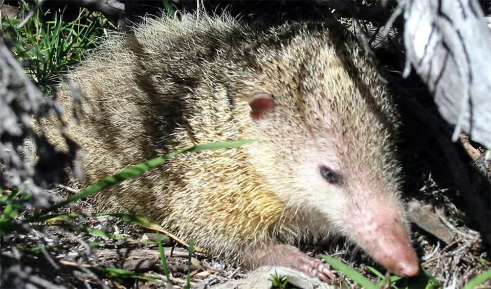 Large Tenrec Large-eared tenrec facts, distribution & population | BioDB