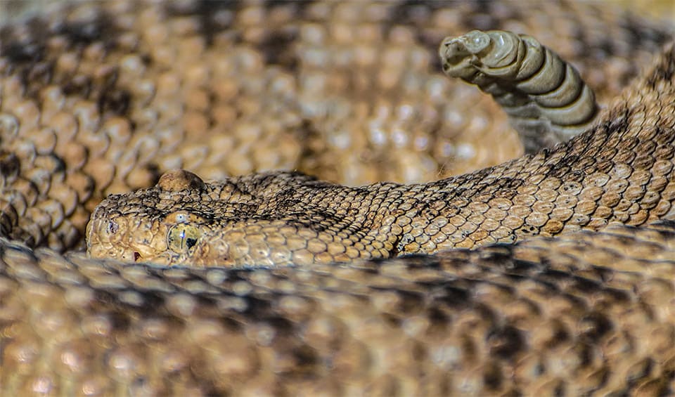 Southwestern speckled rattlesnake facts, distribution & population | BioDB