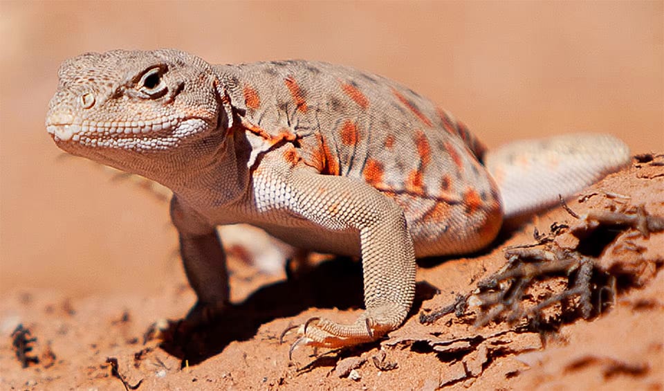 Crotaphytidae - Collared lizards: facts, distribution & population | BioDB