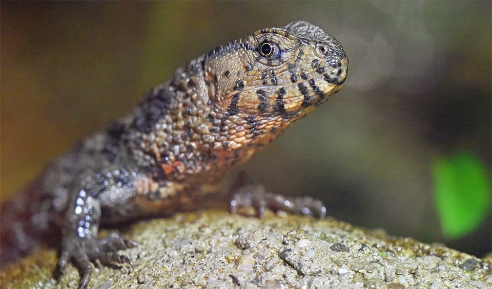 Shinisauridae - Chinese crocodile lizard: facts, distribution ...