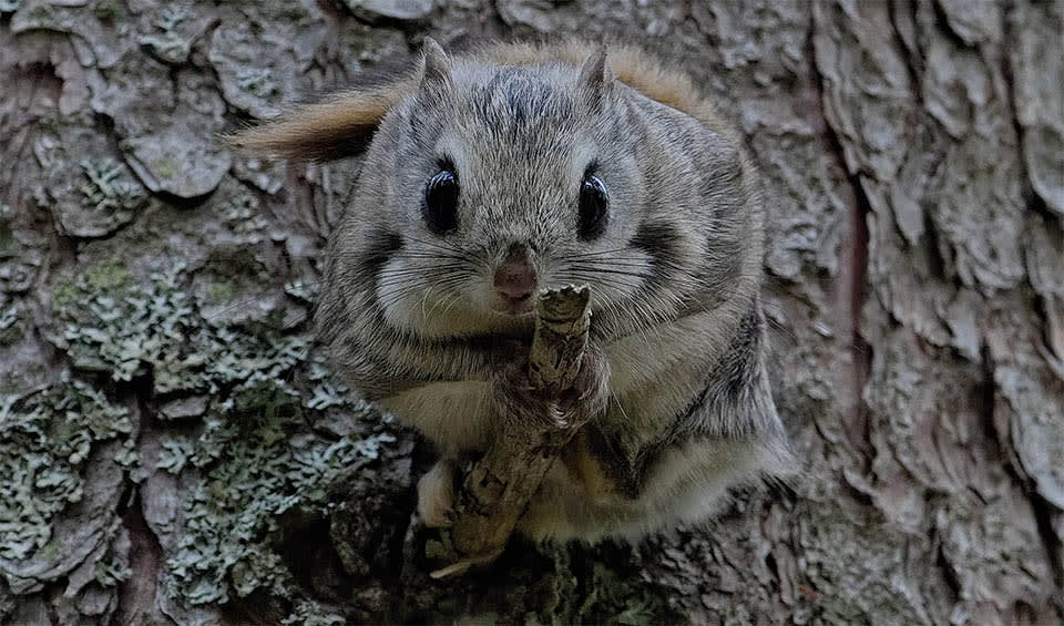 Pteromys - Old World flying squirrel: facts, distribution & population ...