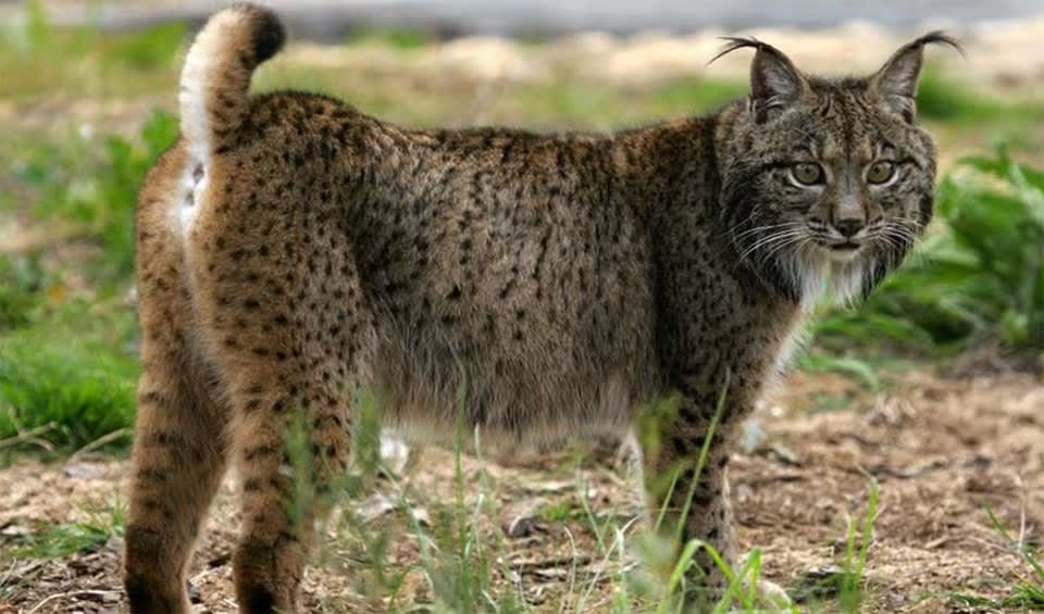 Iberian lynx facts, distribution & population | BioDB