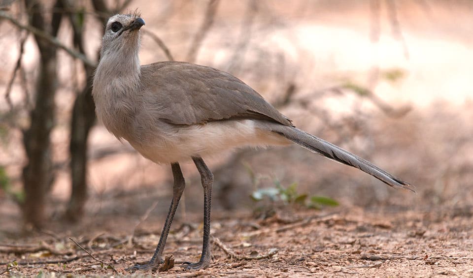 Chunga – Black-legged seriema: facts, distribution & population | BioDB