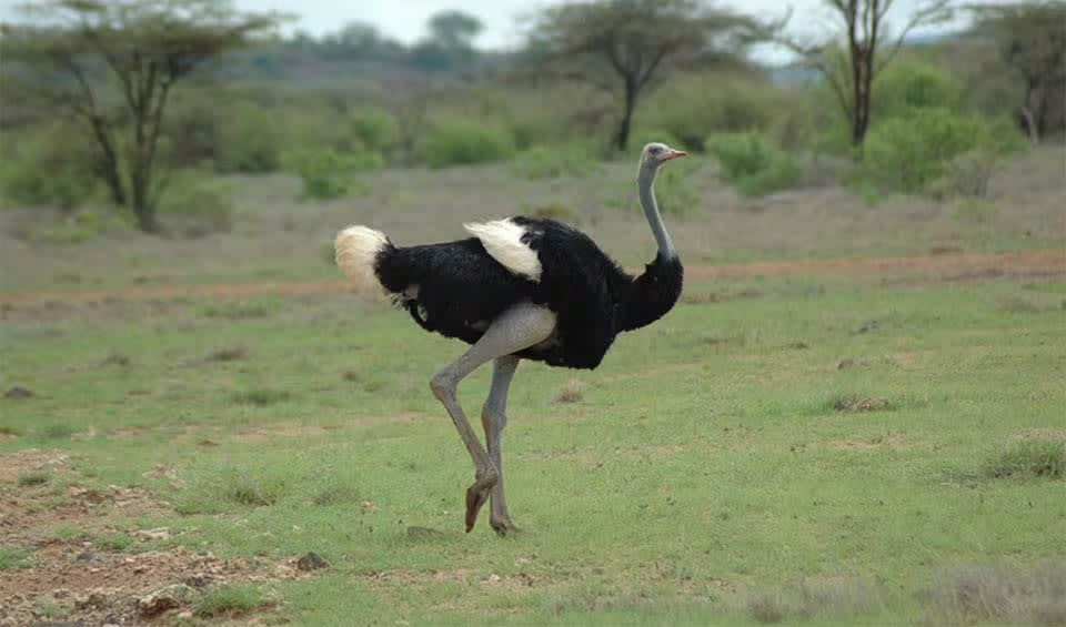 Somali ostrich facts, distribution & population | BioDB